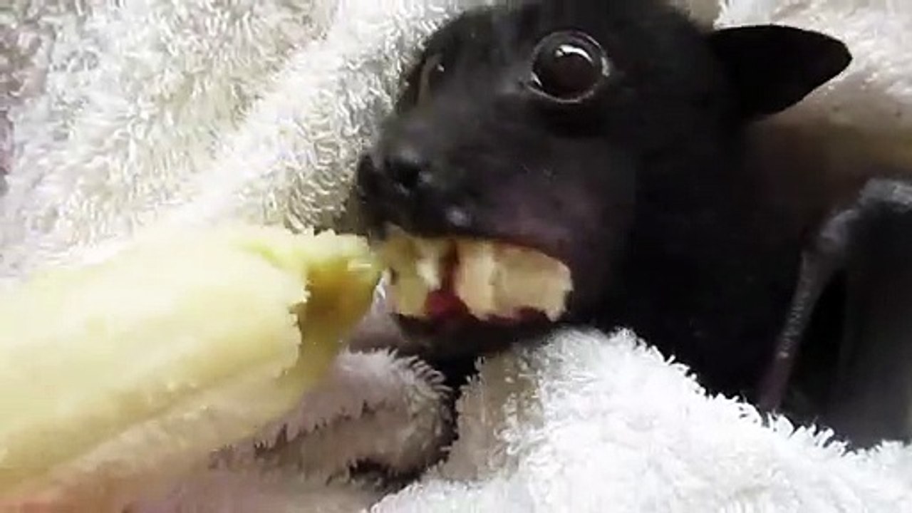 Quoi de plus adorable qu'une chauve-souris qui mange sa banane