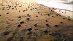 Des milliers de bébés tortues courent vers l'océan... Moment magique