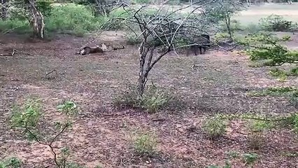 Un crocodile, un phacochère et un léopard autour de la même proie... du jamais vu