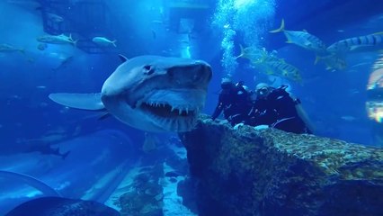 Ce plongeurs nagent avec un grand requin blanc dans l'aquarium de Dubaï