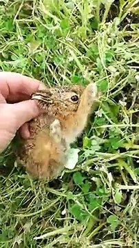 Ce bébé lapin déteste les humains et il le fait savoir