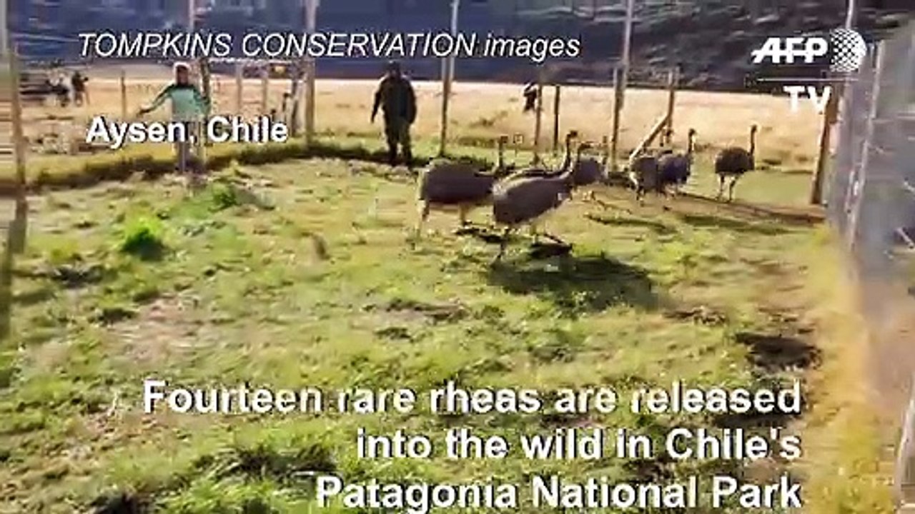 14 rare rhea birds released to help preserve species in Chilean Patagonia