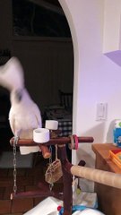 Cockatoo Sings Along with Children's Toy