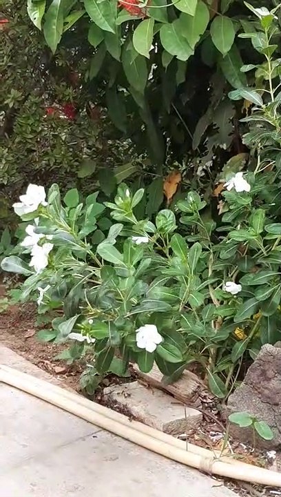 Samsung slow motion shot|samsung camera quality