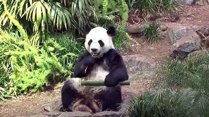 Falta de bambu obriga retorno de pandas