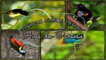 Conheça 9 das mais belas e raras AVES DO PARAÍSO 