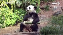 حديقة حيوان كندية تعيد اثنين من دببة الباندا إلى الصين بسبب كورونا