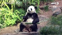 حديقة حيوان كندية تعيد اثنين من دببة الباندا إلى الصين بسبب كورونا