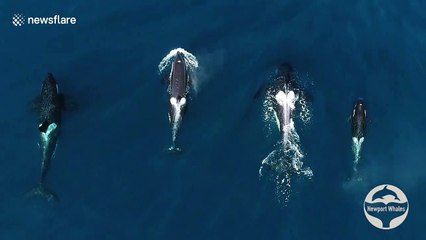 Killer competition! Orcas get in race off California coast