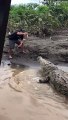 Feeding a Pair of Hungry Crocodiles