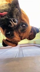 Dogs Curious about the Phone on the Floor