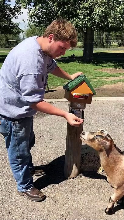 Goat Knows to Use Its Nose