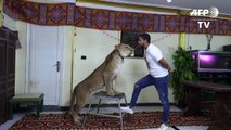 Domadores de leones ofrecen espectáculos desde su casa en El Cairo
