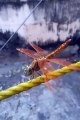 Beautiful Dragonfly. See it's beauty so closely