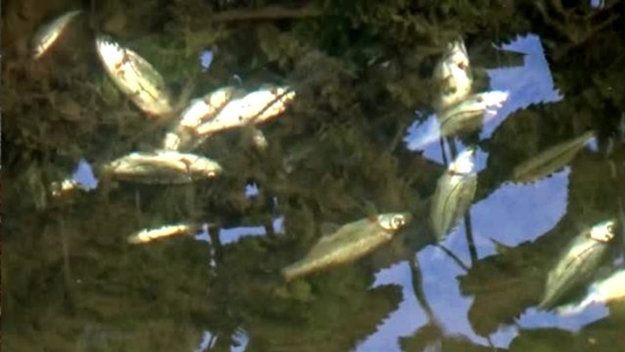 Düzce'de Karaca Deresi'nde yaşanan balık ölümleri mahalleliyi korkuttu