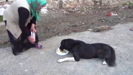 Anne köpek ölen yavrusunun başından saatlerce ayılmadı