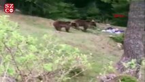 Yiyecek arayan boz ayılar görüntülendi