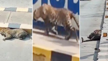 Leopard Spotted In Hyderabad,Mailardevpally