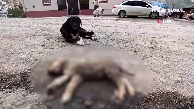 Ölen yavrusunun başından ayrılmadı