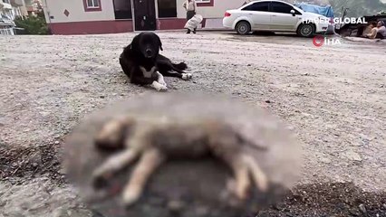Ölen yavrusunun başından ayrılmadı
