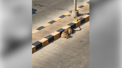 Leopard on Hyderabad road.
