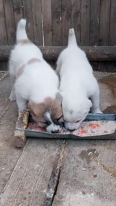 ALABAY KOPEK YAVRULARININ SABAH KAHVALTISI - ALABAi DOG PUPPiES BREAKFAST