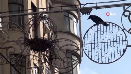 Taksim İstiklal Caddesi'nin göbeğindeki ilginç kuş yuvası