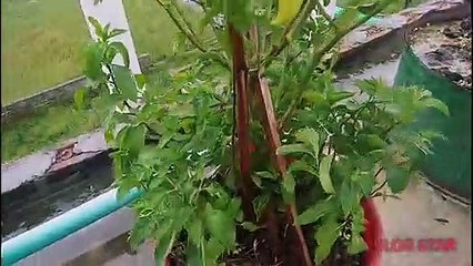 ছাদ বাগান -- ছাদে এবং বাড়ির আশপাশে বৃক্ষ রোপন। (1)