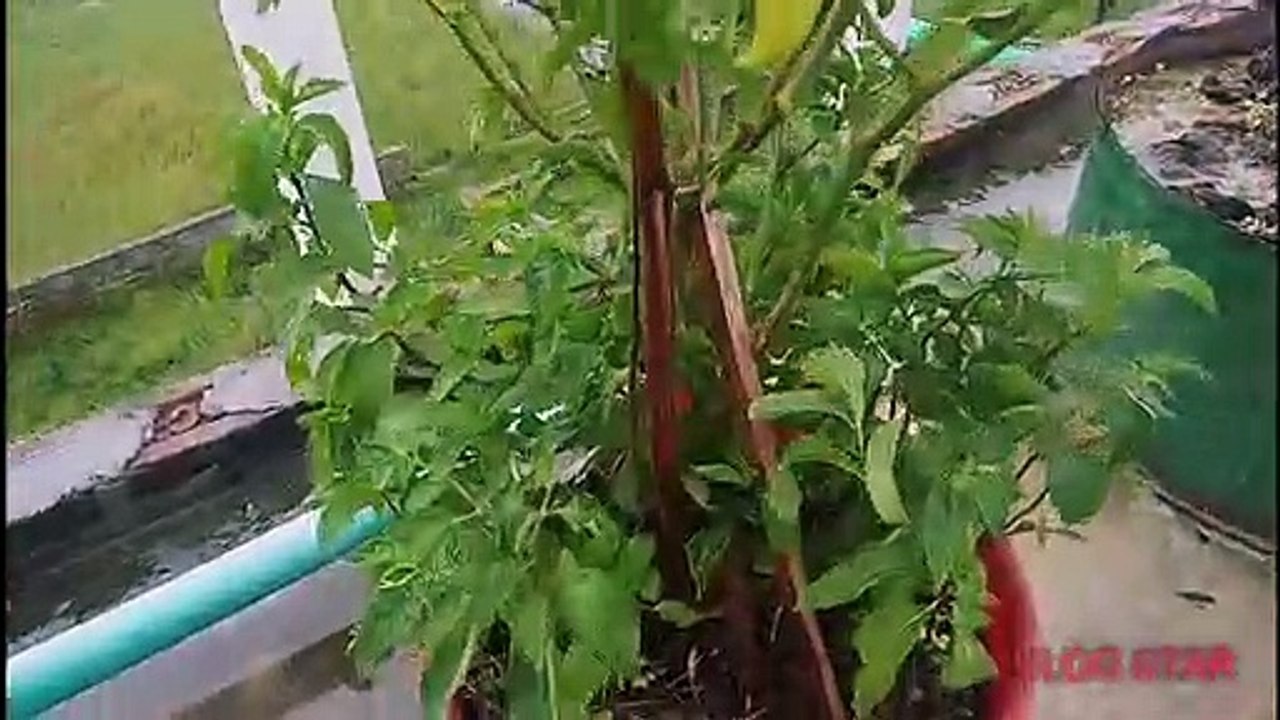 ছাদ বাগান -- ছাদে এবং বাড়ির আশপাশে বৃক্ষ রোপন। (1)