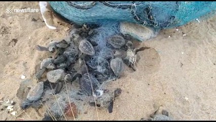 Abandoned fishing nets turn into deathtraps for thousands of baby turtles on Indian beach