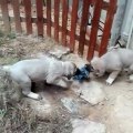 ANADOLU COBAN KOPEK YAVRULARI EGZERSiZ - ANATOLiAN SHEPHERD DOG PUPPiES EXERCiSE