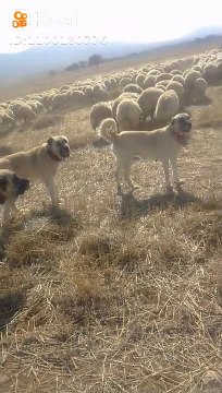 KANGAL ve COBAN KOPEKLERi GOREV SAATi - KANGAL DOG and SHEPHERD DOGS