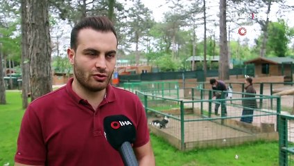 Öksüz kalan çakal ve tilki yavrularına köpek annelik yaptı