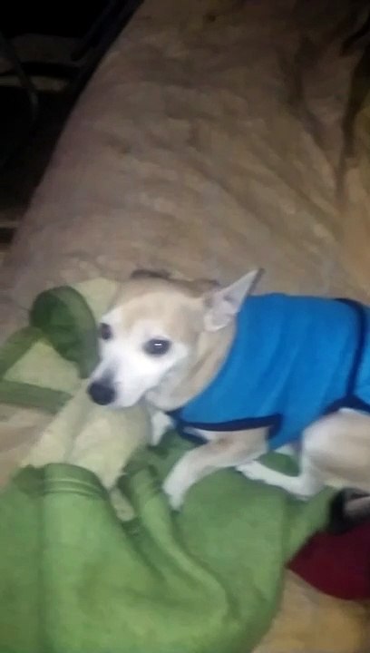 rocky bostero renegando por macri y river