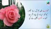 Best Collection of Islamic Urdu Quotes for Success in Life | Motivational Quotes in Urdu - Life Changing Quotes | Al islamic point