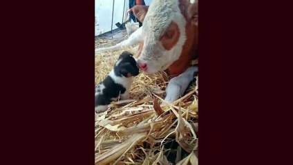 38.2020「おもしろ犬」かわいいシェパード犬の超おもしろいハプニング, 動画集 #19
