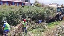 Samandağ Belediyesi, park projesi için 200'den fazla zeytin ağacı kesti: 'Hani sosyal belediyecilik?'