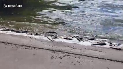 Dozens of dead fish wash ashore in California lake