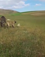 DEV COBAN KOPEGi ve ESSEK - GiANT ANATOLiAN SHEPHERD DOG and MONKEY