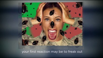 A1 Bed Bug Exterminator Scarborough