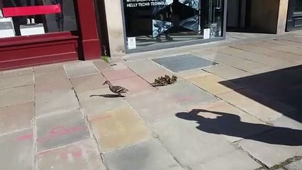Ducks take a stroll down quiet George Street in Edinburgh