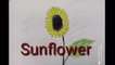 How to draw sunflower/  সূর্যমূখী