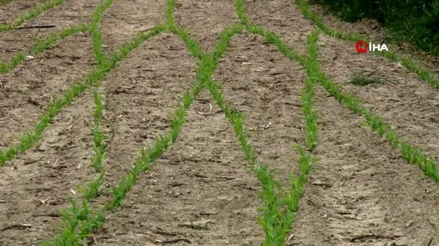 Süleyman Buluşan; Mısır ekimi geçtiğimiz yıllara göre ikiye katlandı, her geçen yıl mısır üretimi...