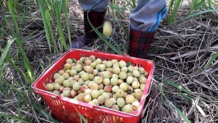 3月梅子，熬梅精煮果醬，還有柴火用。In March, plums were picked to make plum juice concentrate and jam.