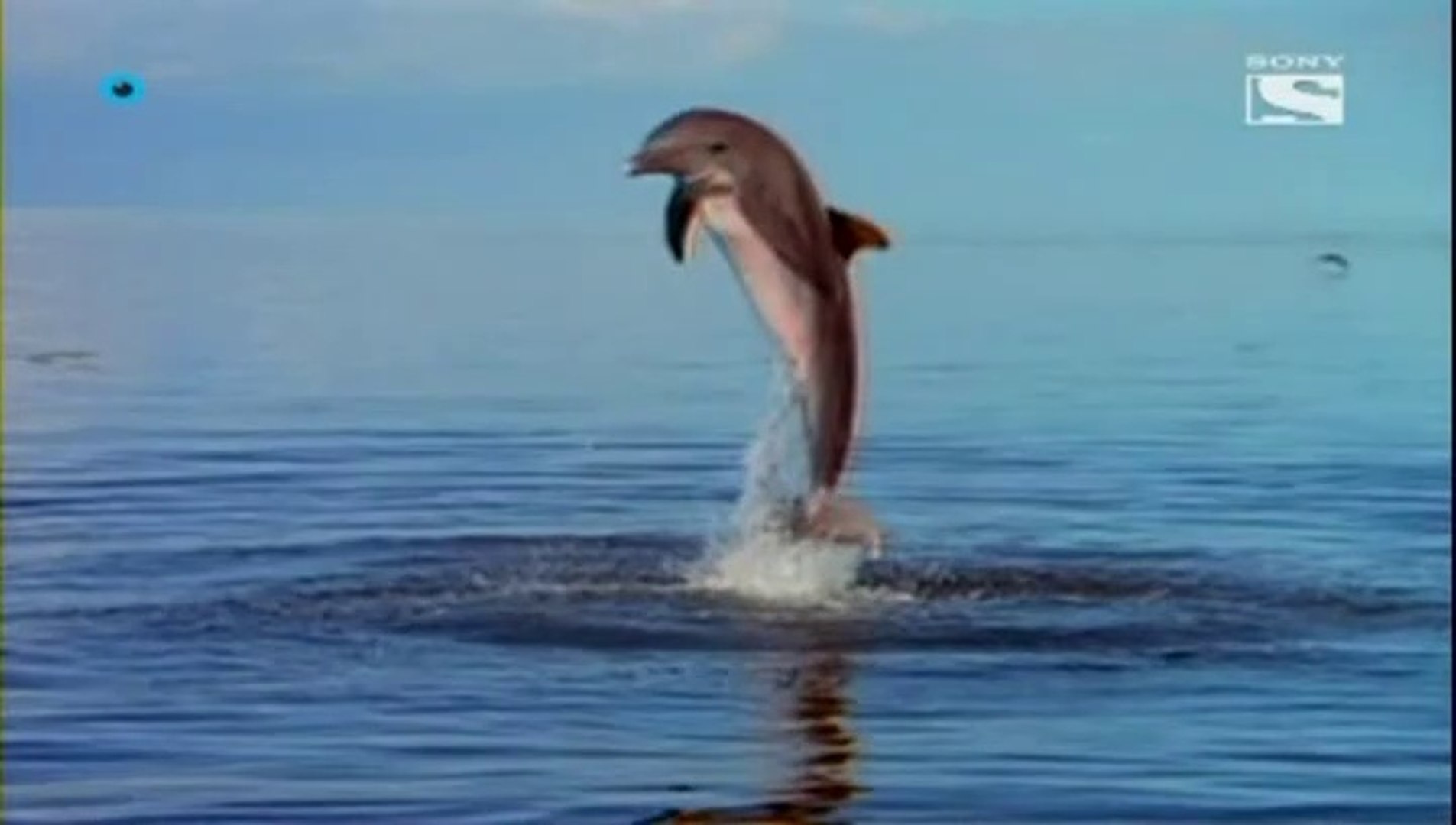 tornillo cisne Deslumbrante Las nuevas aventuras de Flipper Capitulo 1 español - Vídeo Dailymotion