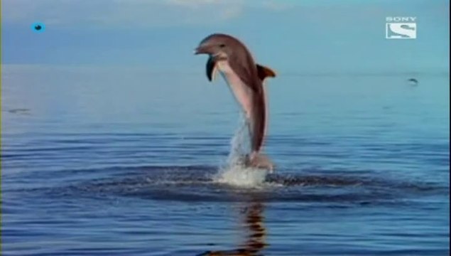 Las nuevas aventuras de Flipper Capitulo 1 español