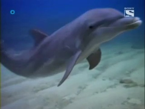 Las nuevas aventuras de Flipper Capitulo 3 El ecologista loco