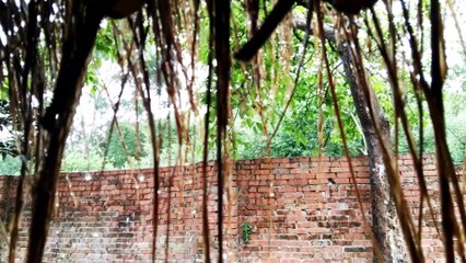 山裡下雨了，菜園喝飽水了，我們也來喝下午茶。It's raining. Let's have afternoon tea.