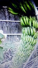 What a wonderful creation of God! আল্লাহ পাকের কি আশ্চর্যজনক সৃষ্টি