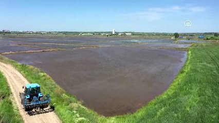 "Çeltik diyarı" Edirne'de ekim başladı